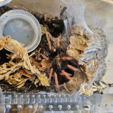 A tarantula in a habitat with wood, substrate, and a small container.