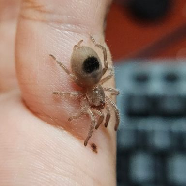 A small spider perched on a person's finger.