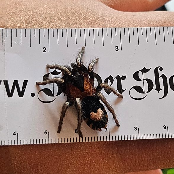A spider resting on a ruler with a decorative font, measuring approximately 2 inches.