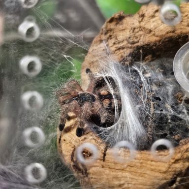 A spider nestled in its web, resting in a natural, textured environment.