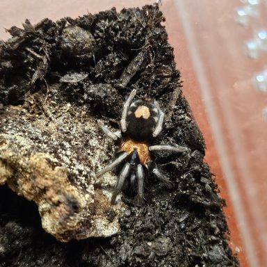 Black spider with orange markings, resting on textured soil.
