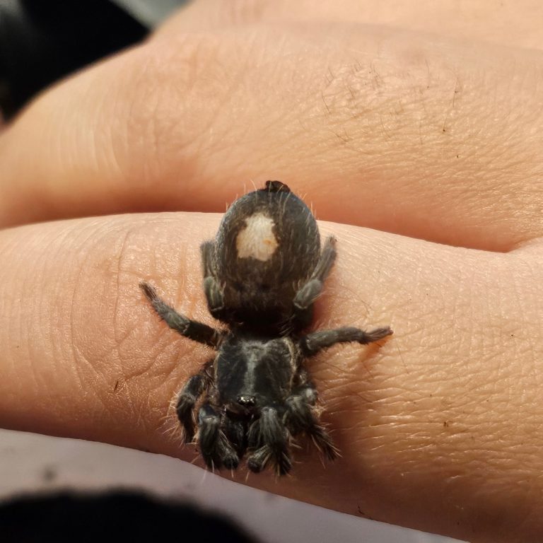 A small, dark spider gently resting on a person's hand.