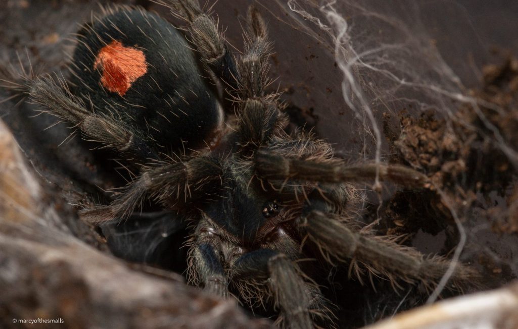 Close-up of a tarantula with an orange marking on its back, resting on soil and webbing.