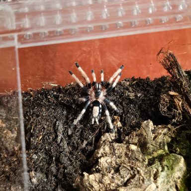 A black and brown spider with a striped abdomen on dark substrate.