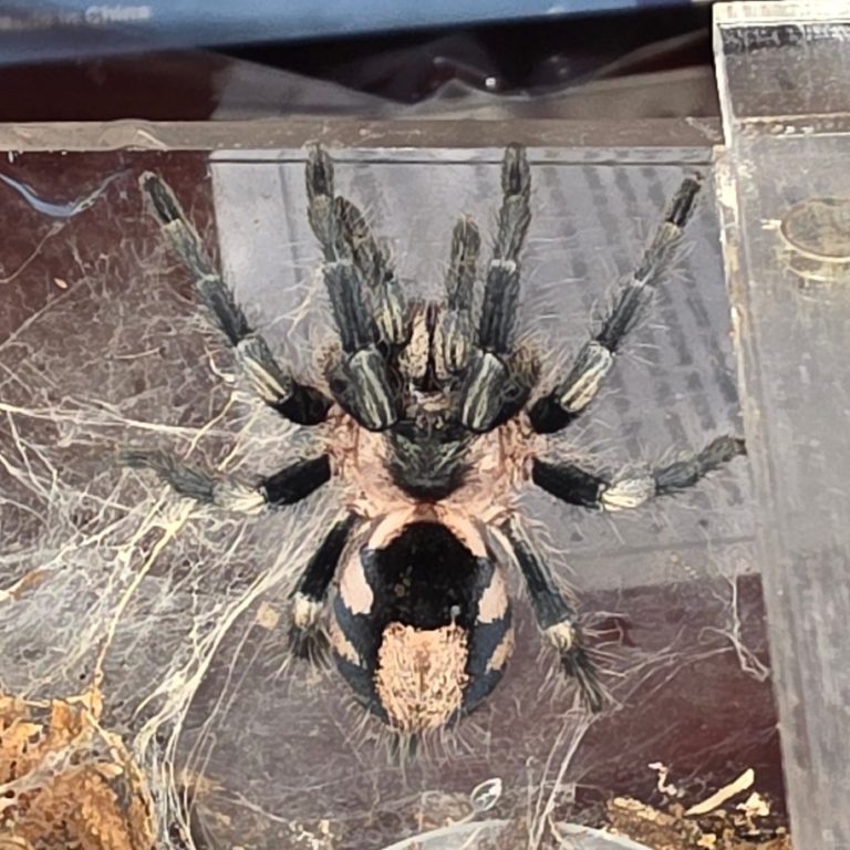 A large spider with black and brown markings, resting in a transparent enclosure.