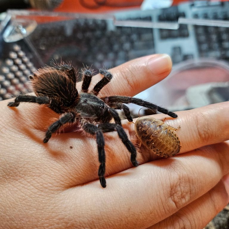 A tarantula crawls on a hand beside a large snail.