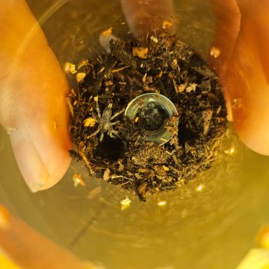 Hands holding a clear container filled with soil and a small spider inside.