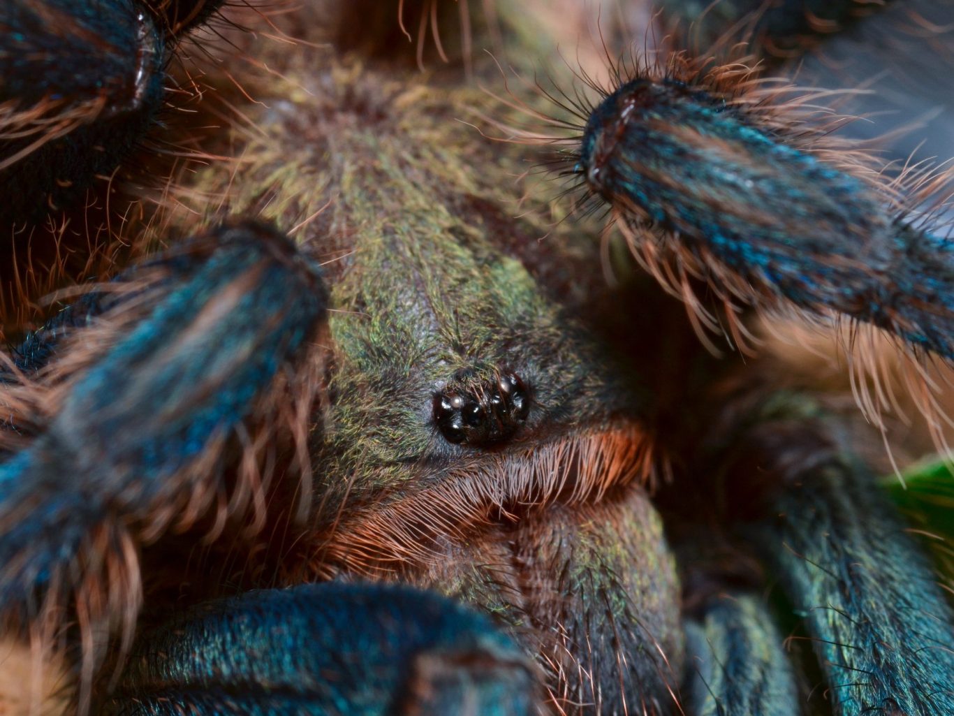 Close-up of a colorful tarantula, showcasing its detailed body and iridescent hairs.