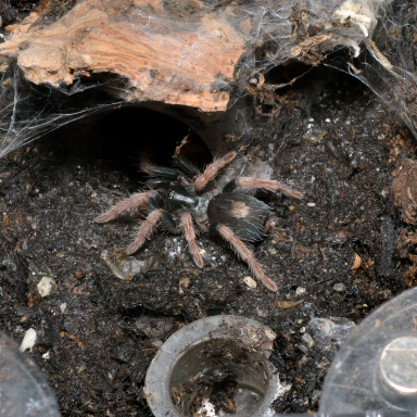 A tarantula with dark body and reddish-brown legs emerging from a burrow in the soil.