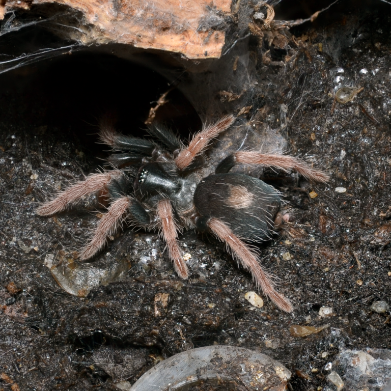 A tarantula on dark soil near a burrow, displaying its pinkish-brown legs.