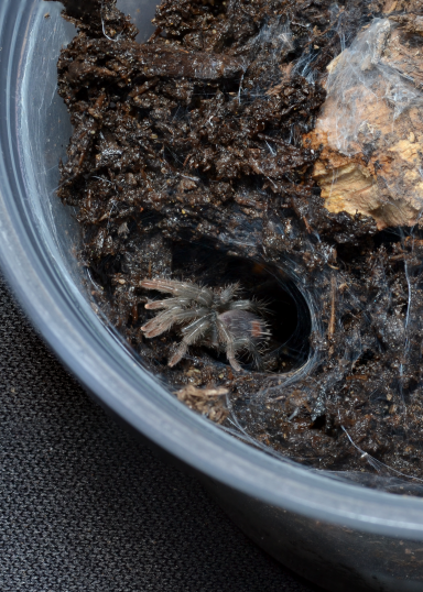 A small spider is partially hidden in a dark, soil-filled container.