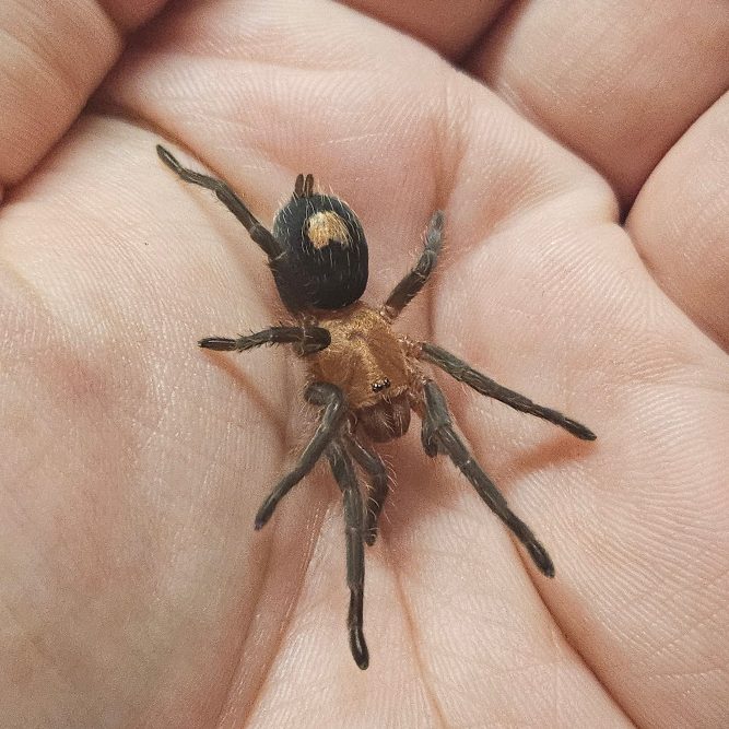 A brown spider with long legs resting in a person's open hand.