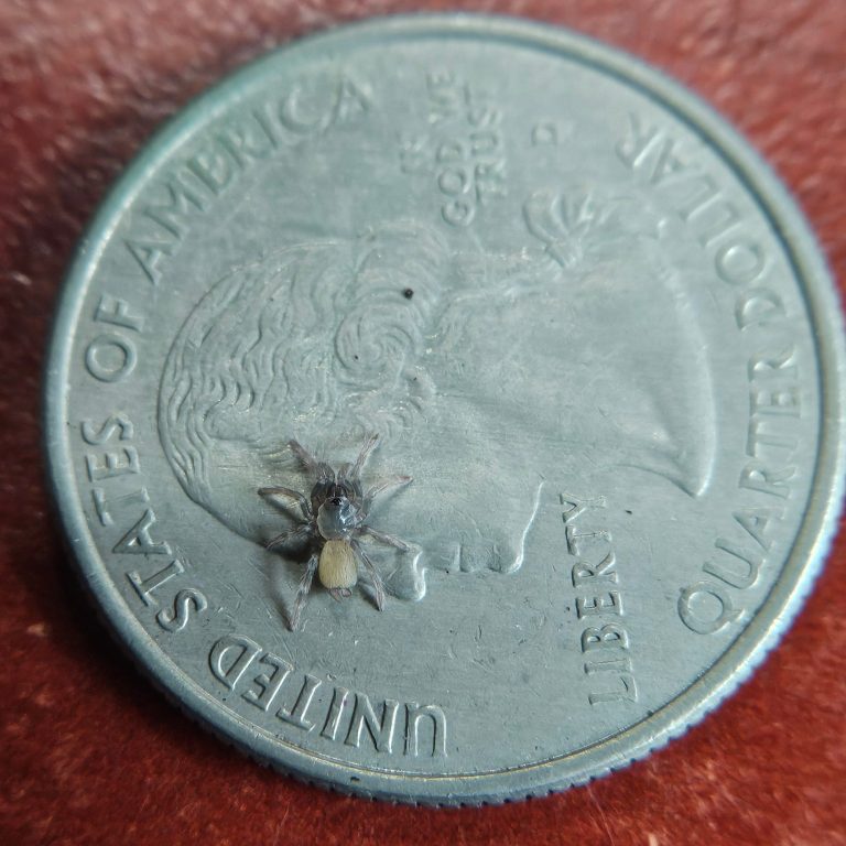 A small spider perched on a quarter coin.